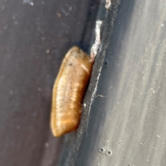 Blattidae sp. (family) at Canungra, QLD - 13 Jun 2024 by Hejor1