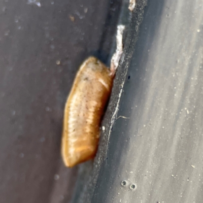 Blattidae sp. (family) at Canungra, QLD - 13 Jun 2024 by Hejor1