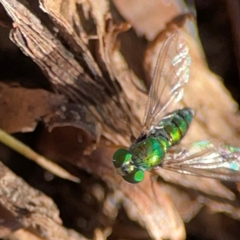 Sciapodinae (subfamily) (A long-legged fly) at Canungra, QLD - 13 Jun 2024 by Hejor1