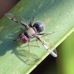 Pogonortalis doclea (Boatman fly) at Canungra, QLD - 13 Jun 2024 by Hejor1