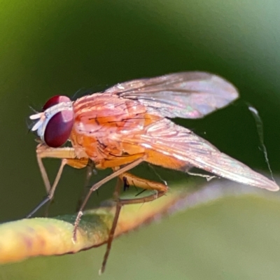 Dichaetomyia sp. (genus) (Bush fly) at Canungra, QLD - 13 Jun 2024 by Hejor1