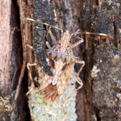 Pentatomidae (family) at Canungra, QLD - 13 Jun 2024 by Hejor1