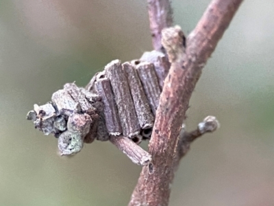 Cryptothelea fuscescens (A Case moth (Psychidae)) at O'Reilly, QLD - 12 Jun 2024 by Hejor1