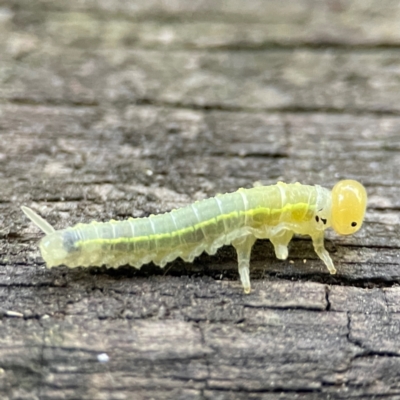 Pergidae sp. (family) at O'Reilly, QLD - 12 Jun 2024 by Hejor1