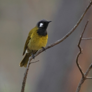 Nesoptilotis leucotis at Aranda Bushland - 13 Jun 2024