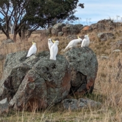 Cacatua galerita (Sulphur-crested Cockatoo) at The Pinnacle - 13 Jun 2024 by CattleDog