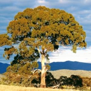 Eucalyptus melliodora at Kambah, ACT - 3 Sep 2018 07:07 AM