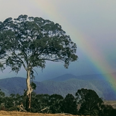Eucalyptus melliodora (Yellow Box) at Kambah, ACT - 9 Aug 2019 by HelenCross