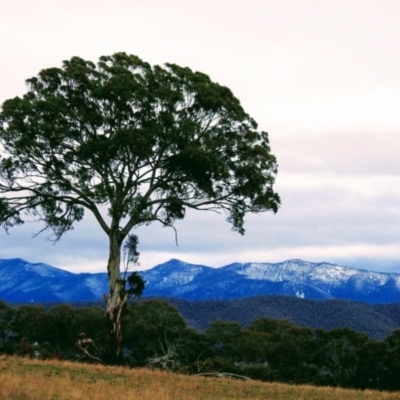 Eucalyptus melliodora (Yellow Box) at Kambah, ACT - 17 Sep 2019 by HelenCross