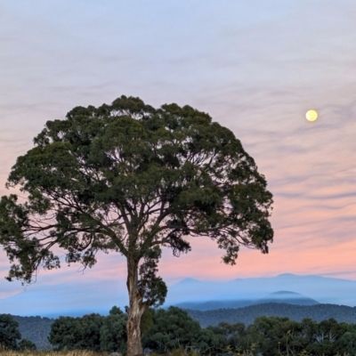 Eucalyptus melliodora (Yellow Box) at Kambah, ACT - 25 Apr 2024 by HelenCross
