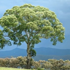 Eucalyptus melliodora at Kambah, ACT - 26 Dec 2023 01:47 PM