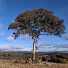 Eucalyptus melliodora (Yellow Box) at Kambah, ACT - 10 Aug 2019 by HelenCross