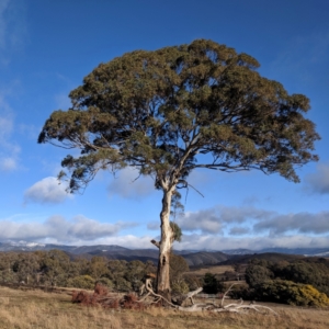 Eucalyptus melliodora at Kambah, ACT - 10 Aug 2019