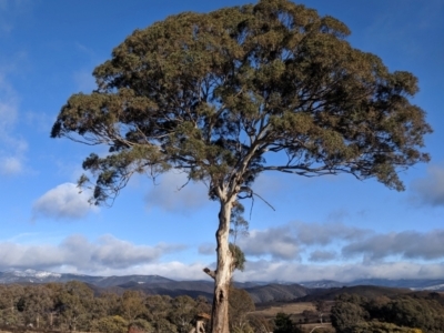 Eucalyptus melliodora (Yellow Box) at Kambah, ACT - 9 Aug 2019 by HelenCross