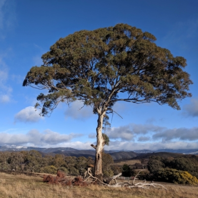 Eucalyptus melliodora (Yellow Box) at Kambah, ACT - 10 Aug 2019 by HelenCross