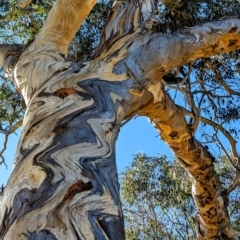 Eucalyptus blakelyi at Lions Youth Haven - Westwood Farm A.C.T. - 24 Jul 2023 12:39 PM