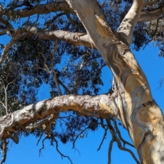 Eucalyptus blakelyi at Lions Youth Haven - Westwood Farm A.C.T. - 24 Jul 2023 12:39 PM