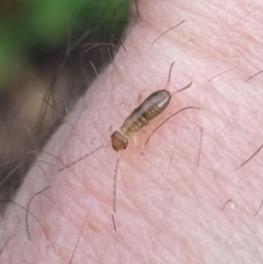 Forficula auricularia (European Earwig) at Torrens, ACT - 8 Jun 2024 by nathkay