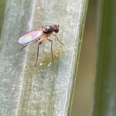 Diptera (order) at Currumbin, QLD - 14 Jun 2024 by Hejor1