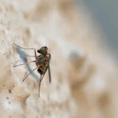 Diptera (order) at Currumbin, QLD - 14 Jun 2024 by Hejor1