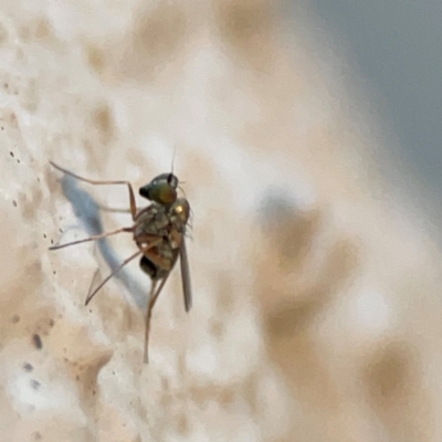 Diptera (order) at Currumbin, QLD - 14 Jun 2024 by Hejor1