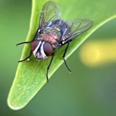 Chrysomya sp. (genus) at Currumbin, QLD - 14 Jun 2024 by Hejor1