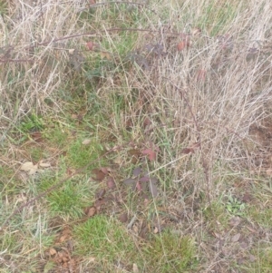 Rubus fruticosus species aggregate at Watson Woodlands - 12 Jun 2024 08:36 AM