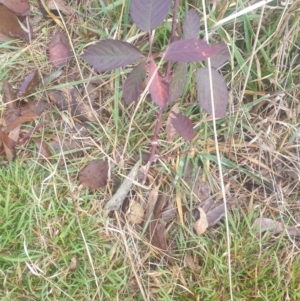 Rubus fruticosus species aggregate at Watson Woodlands - 12 Jun 2024 08:36 AM