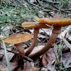 Armillaria mellea (A honey fungus) at Bodalla State Forest - 13 Jun 2024 by Teresa