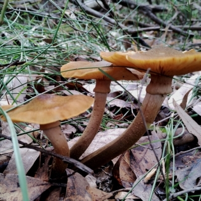 Armillaria mellea (A honey fungus) at Bodalla State Forest - 13 Jun 2024 by Teresa