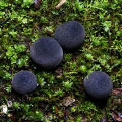 Lycoperdon subincarnatum (Ruddy Puffball) at Bodalla State Forest - 14 Jun 2024 by Teresa