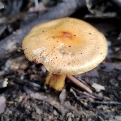 Cortinarius sinapicolor (Slimy Yellow Cortinar) at Bodalla State Forest - 13 Jun 2024 by Teresa