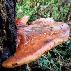 Fistulina hepatica (Beefsteak Fungus) at Bodalla State Forest - 13 Jun 2024 by Teresa