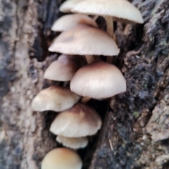 Hypholoma fasciculare (Hypholoma fasciculare) at Bodalla State Forest - 13 Jun 2024 by Teresa