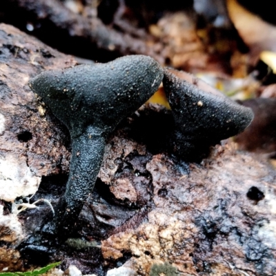 Plectania campylospora (Brown Forest Cup) at Box Cutting Rainforest Walk - 13 Jun 2024 by Teresa