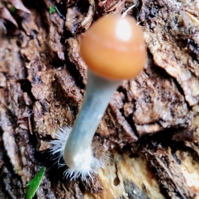 Psilocybe subaeruginosa (Psilocybe subaeruginosa) by Teresa