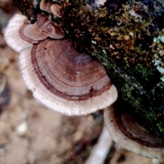 Trametes versicolor (Turkey Tail) at Bodalla State Forest - 13 Jun 2024 by Teresa