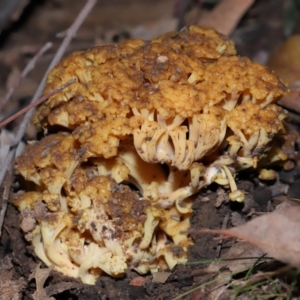 Ramaria capitata var. capitata at ANBG - 14 Jun 2024 02:00 PM