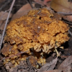 Ramaria capitata var. capitata at ANBG - 14 Jun 2024 02:00 PM