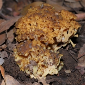 Ramaria capitata var. capitata at ANBG - 14 Jun 2024 02:00 PM