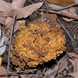 Ramaria capitata var. capitata at ANBG - 14 Jun 2024 02:00 PM