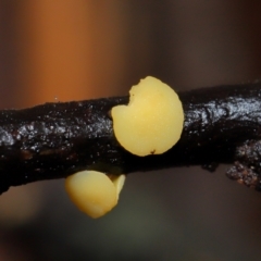 Bisporella citrina (Yellow Fairy Cups or Lemon Discos) at ANBG - 14 Jun 2024 by TimL