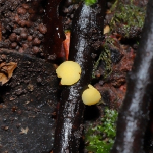 Bisporella citrina at ANBG - 14 Jun 2024