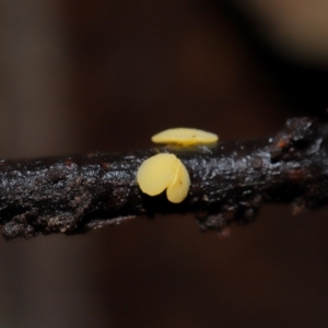 Bisporella citrina at ANBG - 14 Jun 2024