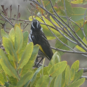 Phylidonyris novaehollandiae at QPRC LGA - suppressed