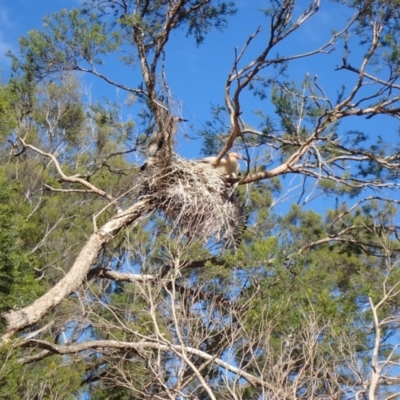 Anhinga novaehollandiae (Australasian Darter) at South Talwood, QLD - 7 Aug 2022 by MB