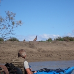 Dromaius novaehollandiae (Emu) at Mungindi, NSW - 7 Aug 2022 by MB