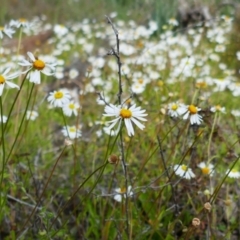 Brachyscome sp. (Cut-leaf Daisy) at Mungindi, NSW - 7 Aug 2022 by MB