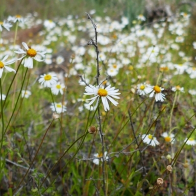 Brachyscome sp. (Cut-leaf Daisy) at Mungindi, NSW - 7 Aug 2022 by MB