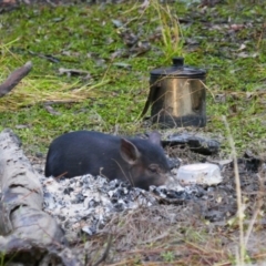 Sus scrofa (Wild Boar, Feral Pig) at South Talwood, NSW - 6 Aug 2022 by MB